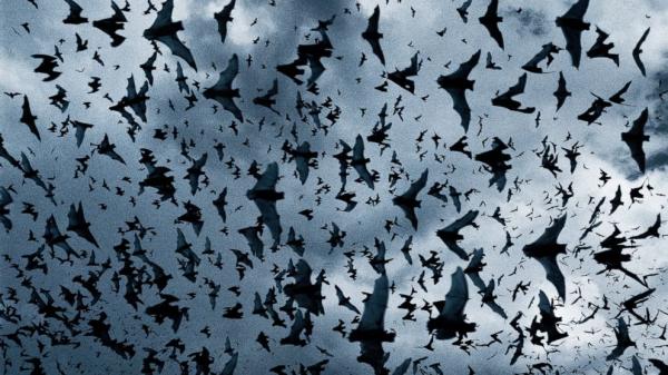 بالفيديو: عشرات الآلاف من الخفافيش تغزو بلدة صغيرة