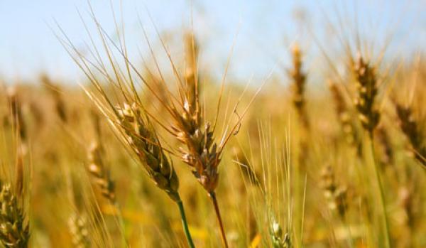 المغرب يخفض رسوم استيراد القمح اللين إلى 17.5%