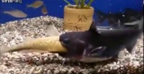 بالفيديو.. لقطات مرعبة لسمكة تبتلع أخرى ويتضاعف حجمها