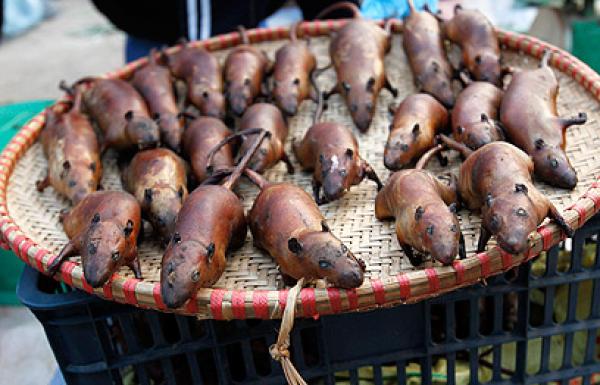 كارثة...اكتشاف لحوم فئران مستوردة من الصين على أنها صدور دجاج