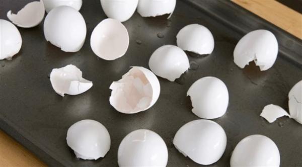 استخدامات غير متوقعة لقشور البيض في المنزل