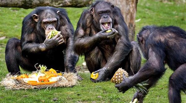 دراسة: قردة الشمبانزي تسطيع إعداد الطعام وطهيه