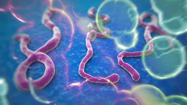 مقولات خاطئة عن فيروس إيبولا والردود العلمية عليها