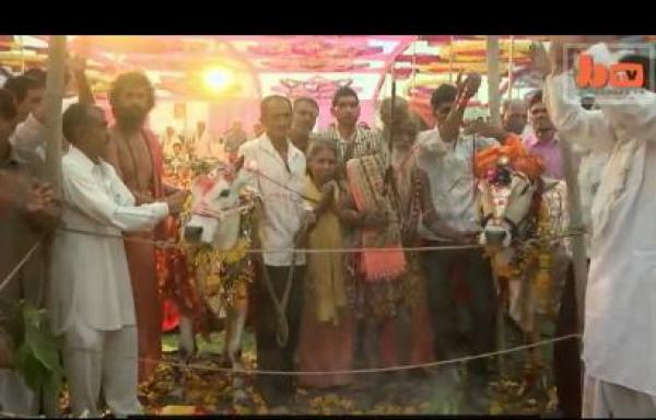 بالفيديو: 5000 هندي يحضرون زفاف "بقرة"