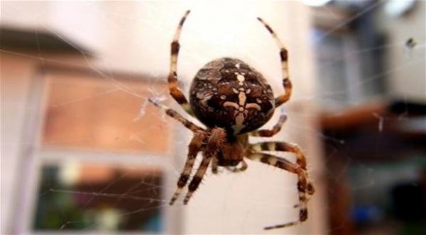 الشرطة الأسترالية تداهم منزل رجل حاول قتل عنكبوت