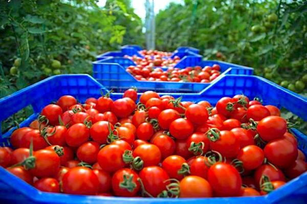 سعرها في متناول المستهلك..توقع إنتاج 695 ألف طن من "الطماطم الكبرى" في جهة سوس