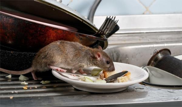 وباء أخطر من كورونا.. دراسة حديثة تحذر من "الفئران"