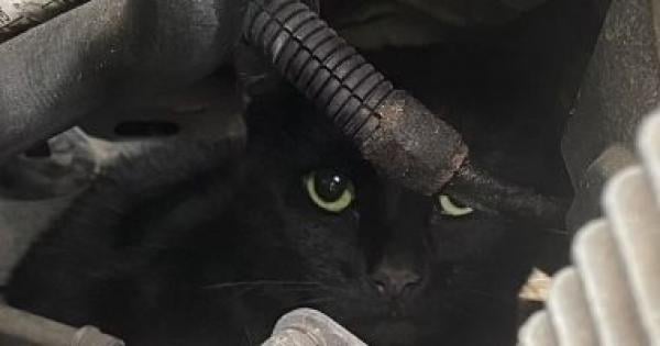 نجاة قطة بأعجوبة بعد قطع مسافة خمسة أميال تحت غطاء محرك سيارة