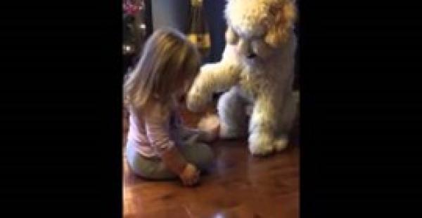 بالفيديو.. 700 ألف مشاهدة لطفلة تعلم كلبها المصافحة