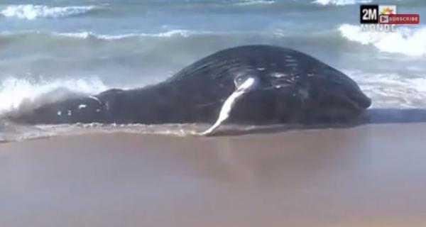 بالفيديو : البحر يلفظ حوتا نادرا بشواطئ الداخلة
