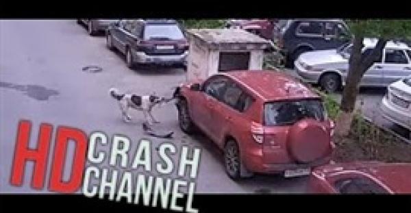 بالفيديو.. شاهد ماذا فعل كلب ضال في سيارة «تويوتا»