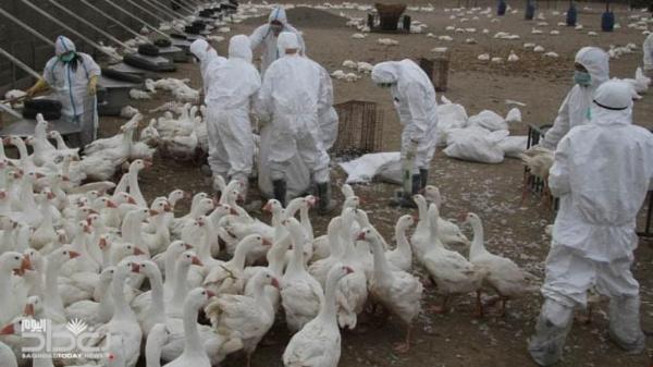 هولندا ترصد "بؤرة خطيرة".. وتعدم 35700 دجاجة