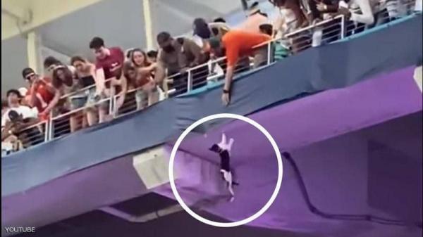 جماهير ينقذون قط من السقوط من سقف ملعب كرة قدم (فيديو)