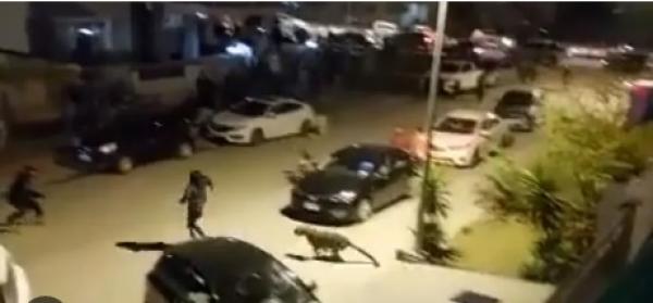 فهد طليق يثير الهلع في شوارع العاصمة الباكستانية(فيديو)