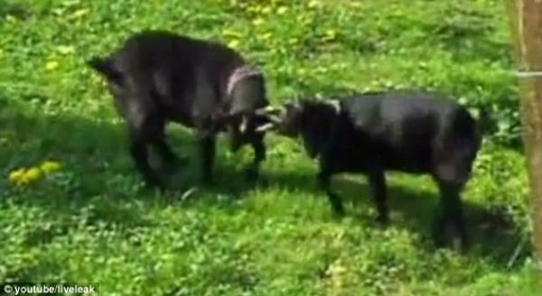 بالفيديو: ماعز "تتسلق" خنزيراً لتصل إلى طعامها