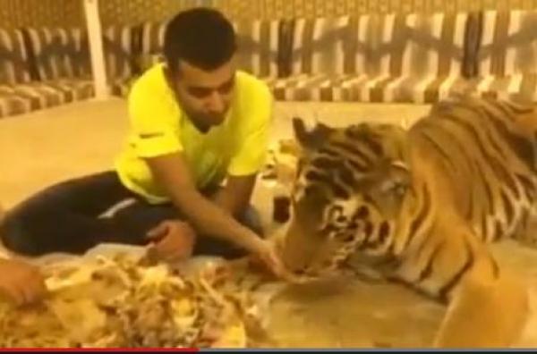 بالفيديو... شاب سعودي يطعم نمراً "كبسة" في منزله بيده