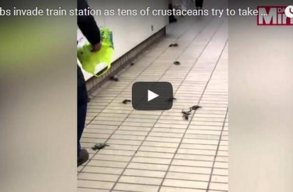 بالفيديو: عشرات السرطانات تقتحم محطة قطار وتحاول الصعود في المترو