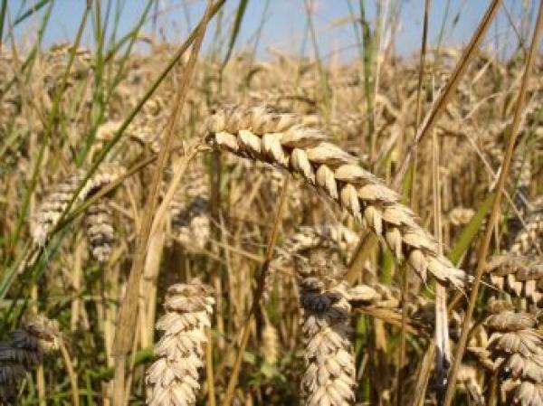 "الفاو" تتوقع إنتاج العالم لملياري و526 طنا من الحبوب خلال موسم (2016-2017)