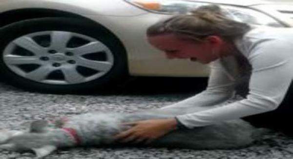 بالفيديو: كلب يغمى عليه فرحا بعد رؤية صاحبته
