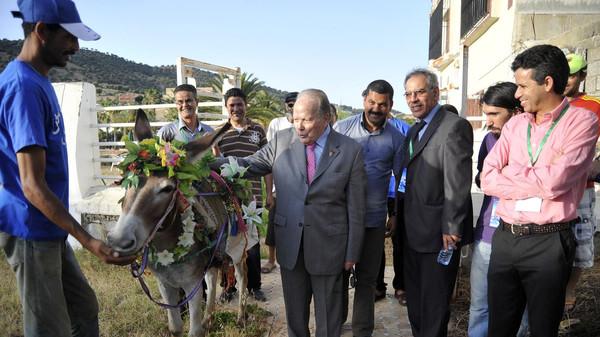 مهرجان الحمير بقرية بني عمار يتوصل بجائزة عالمية للخيول