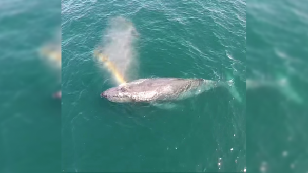 الحوت الأحدب يشكل ألوان قوس قزح في جنوب كاليفورنيا