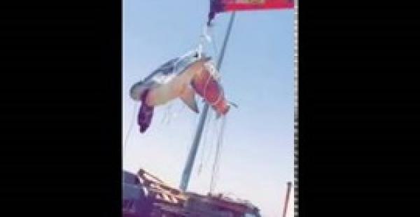 بالفيديو.. صياد سعودي يستعين بـرافعة لإخراج سمكة قرش عملاقة