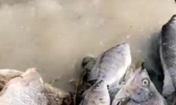 أسماك حية تظهر في السيول بمدينة الطائف السعودية (فيديو)