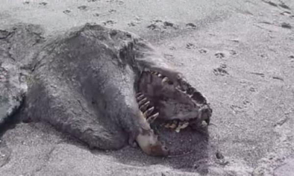 العثور على جثة مخلوق غامض بنيوزيلاندا ( فيديو )