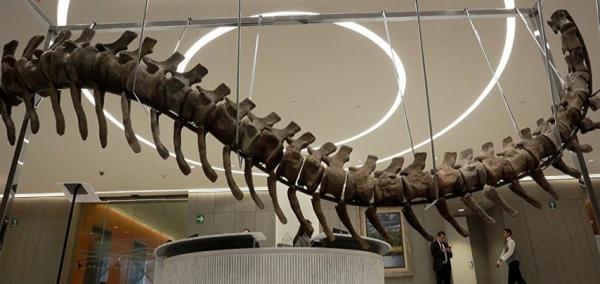 هذا ما قررته مديرية التراث في قضية طرح " ذيل ديناصور" مغربي للبيع في مزاد بالمكسيك