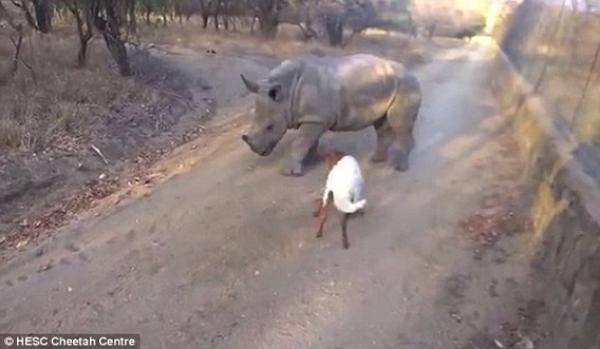 بالفيديو: ماعز تعلم وحيد قرن القفز مثلها