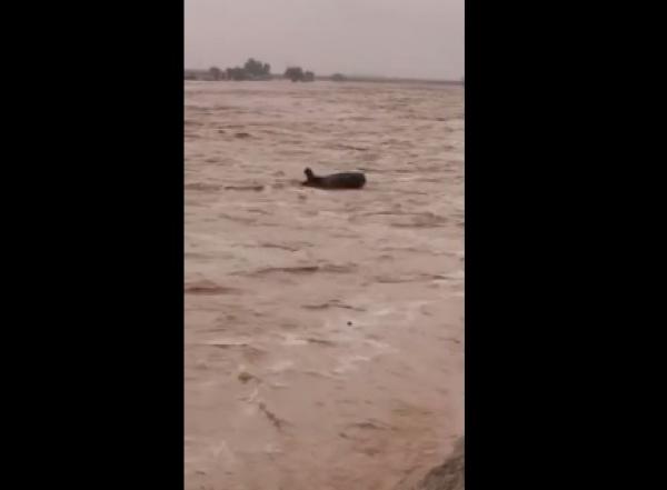 بالفيديو: متهوّر يستعرض مهاراته بالـ "غوص" وسط السيول الغزيرة