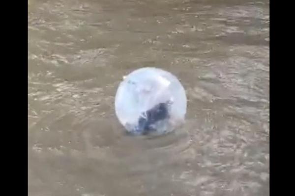 بالفيديو: رجل يطفو داخل بالون مطاطي في نهر التايمز