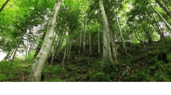 إحصاء: عدد الأشجار على الأرض يزيد عن ثلاثة تريليونات