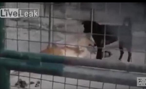 بالفيديو: كلب يلقن أسدين درساً في الشجاعة