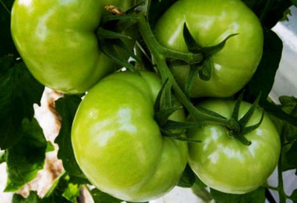 سر العضلات القوية تجده في الطماطم الخضراء