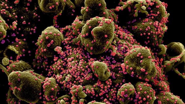 علماء هولنديون: حبوب الطلع قد تنبئ بانتهاء موسم انتشار فيروس كورونا