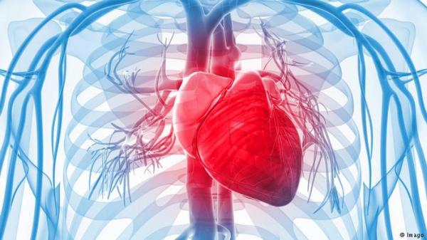 اكتشاف خلايا في عضلة القلب لم تكن معروفة من قبل