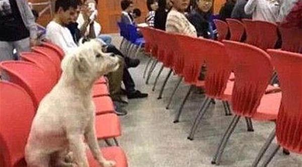 جامعة صينية تقتل كلباً لأنه "يسيء لسمعتها"