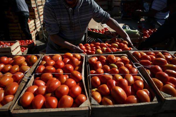 مرة أخرى...القدرة التنافسية للطماطم المغربية تزعج الاسبان