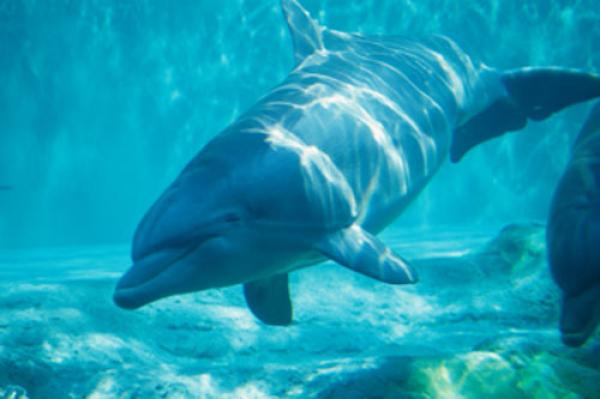 دراسة: أسماك الدلفن تنادي بعضها البعض "بالاسم"