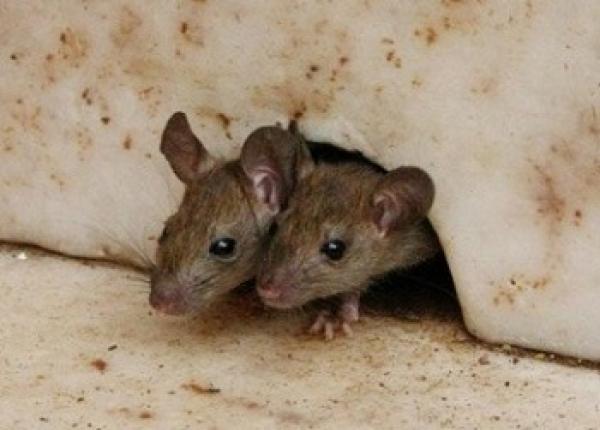طرق التخلص من الفئران او الجرذان نهائيا