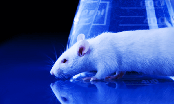 دراسة أمريكية: دماغ الفئران قادر على التعرف على روائح اصطناعية