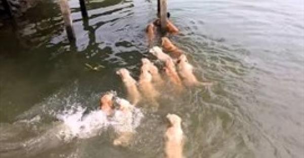 بالفيديو.. كلاب تطارد رجلا يسبح في المياه بالولايات المتحدة