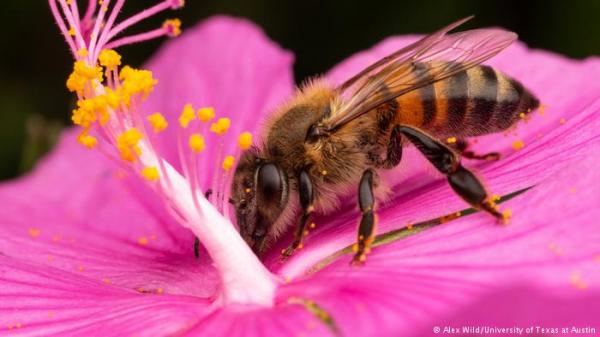 دراسة: الزهور تسمع طنين النحل وتتفاعل معه!