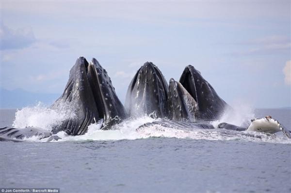 بالفيديو والصور.. لقطات مذهلة لقفز الحيتان في الهواء لالتهام «الرنجة»