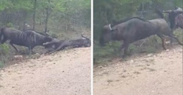 بالفيديو.. حيوان أفريقي يتظاهر بالموت للبقاء على قيد الحياة
