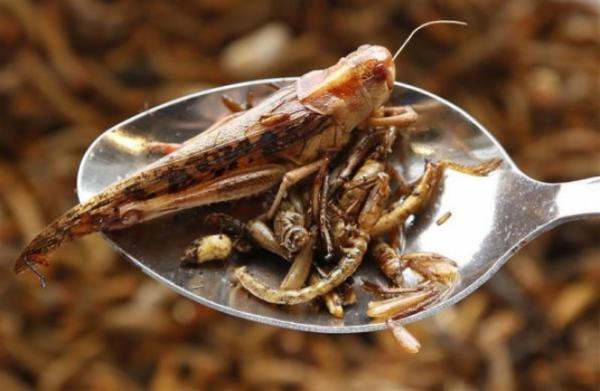استعدوا، أوروبا تضغط لجعل الحشرات وجبات غذائية أساسية