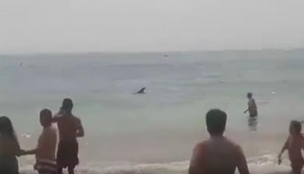 ما حقيقة وجود أسماك القرش بشواطئ أكادير ؟