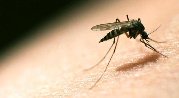 إصابة مغربي قادم من الغابون بالملاريا تستنفر المصالح الصحية و الأمنية