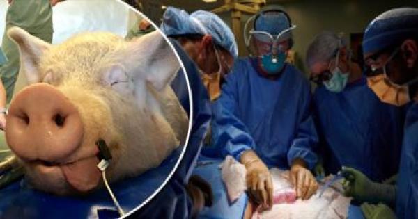 سابقة:جراحون أمريكيون ينجحون بزراعة قلب خنزير في إنسان